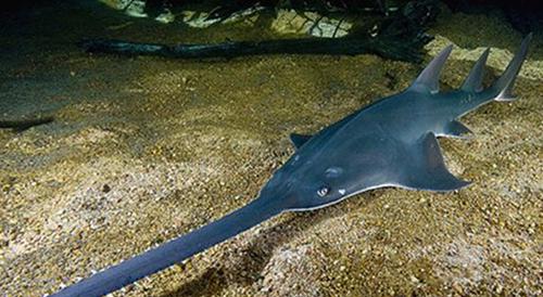 世界上十大最长鱼类