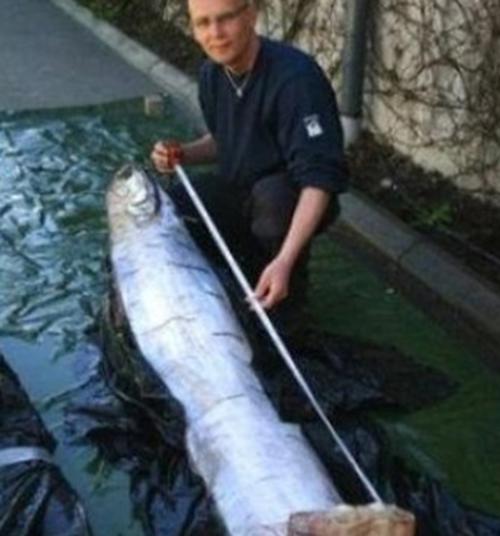 世界上十大最长鱼类