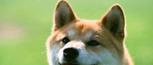 被狗狗咬出血了怎么办