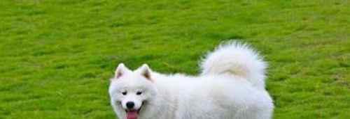 被狗狗咬出血了怎么办