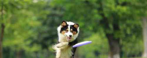 被狗狗咬出血了怎么办