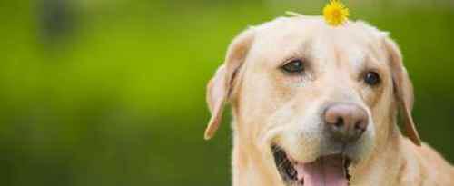 被狗狗咬出血了怎么办