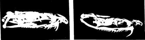 太攀蛇属的简介