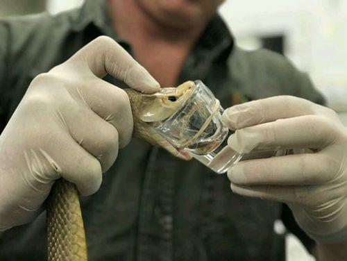 太攀蛇属的简介