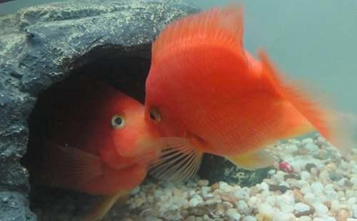 红红的鹦鹉鱼就这几个小特性 红鹦鹉鱼怎么养
