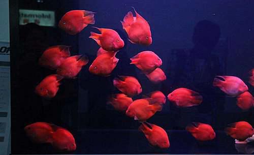 红红的鹦鹉鱼就这几个小特性 红鹦鹉鱼怎么养