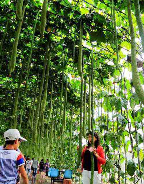 吉尼斯世界上最长的东西