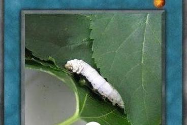 网红十大神兽排行榜