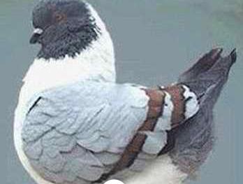 网红十大神兽排行榜