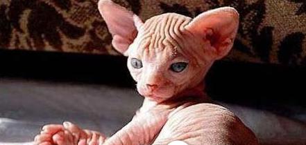 网红十大神兽排行榜