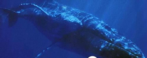 网红十大神兽排行榜