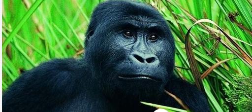 网红十大神兽排行榜