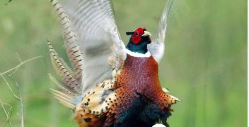 网红十大神兽排行榜