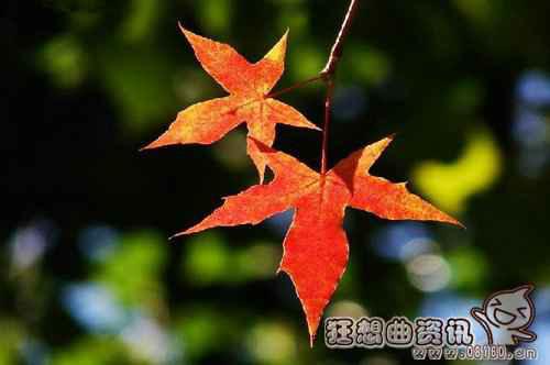 香山红叶在什么时候最红？