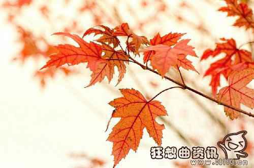 香山红叶在什么时候最红？