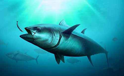 蓝鳍金枪鱼价格多少钱一斤