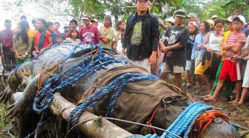 世界上最大的巨型鳄鱼