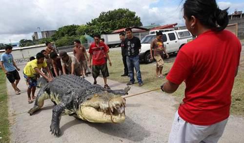 世界上最大的巨型鳄鱼
