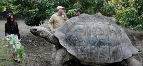 世界上最大的乌龟排名