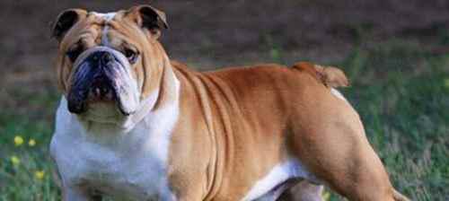 怎么训练狗狗大小便