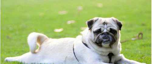 怎么训练狗狗大小便