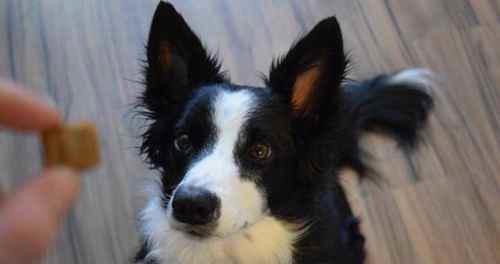 怎么训练狗狗大小便