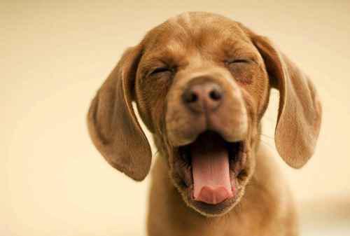 怎么训练狗狗大小便