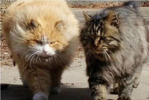 猫的寿命有多久