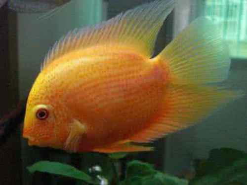 血鹦鹉鱼怎么养最红？