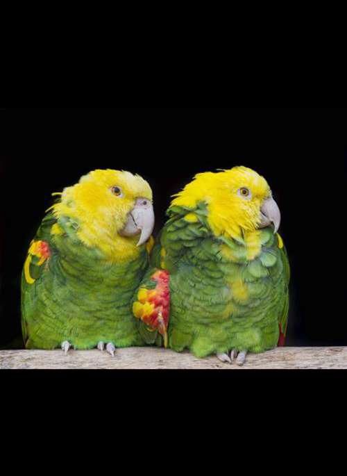 新手该认知的亚马逊鹦鹉