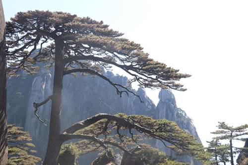 黄山景区超详细攻略 让你一天游完黄山