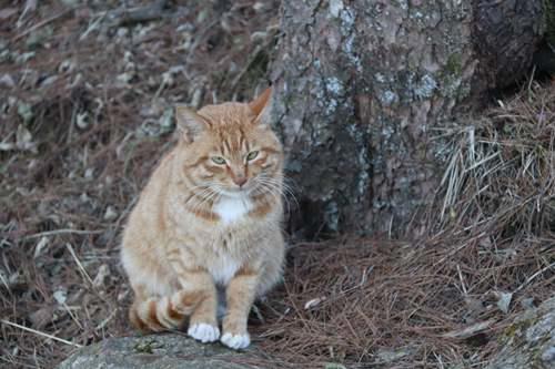 黄山景区超详细攻略 让你一天游完黄山