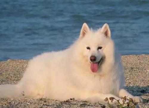 犬类知识科普丨萨摩耶