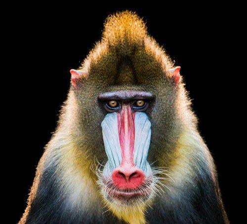 世界上最大的猴子有多大