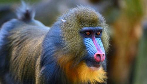 世界上最大的猴子有多大