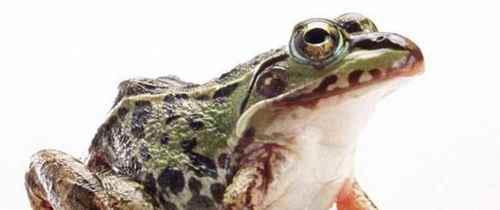 家庭消灭蟑螂的6种简单可行的方法