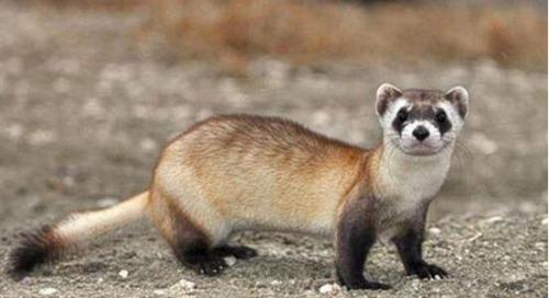 濒危动物有哪些?