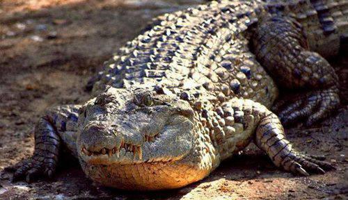 濒危动物有哪些?