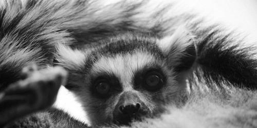 濒危动物有哪些?