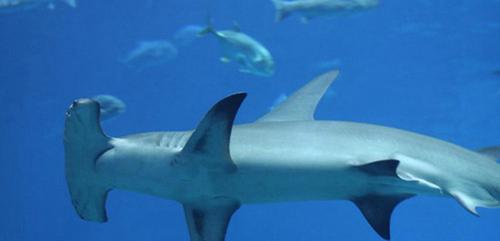 濒危动物有哪些？