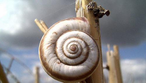 濒危动物有哪些？