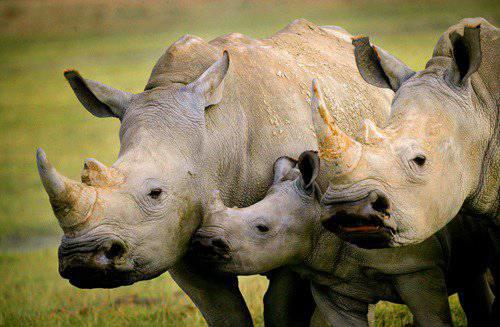 濒危动物有哪些？