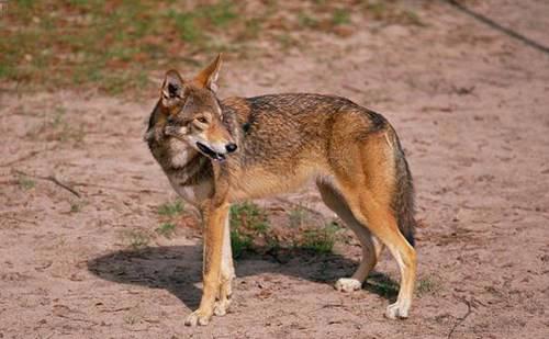 濒危动物有哪些？