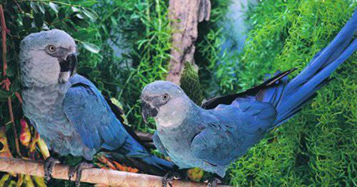 濒危动物有哪些？