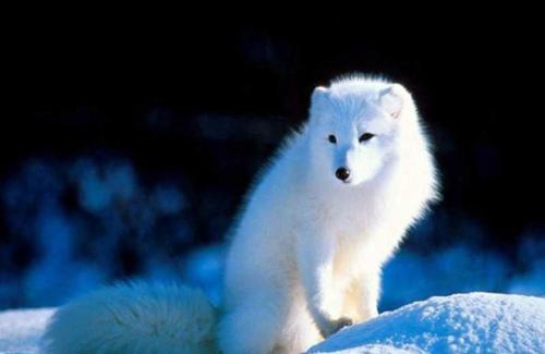 濒危动物有哪些？