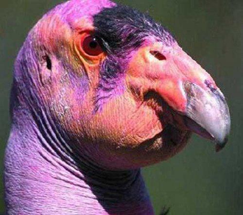 濒危动物有哪些？