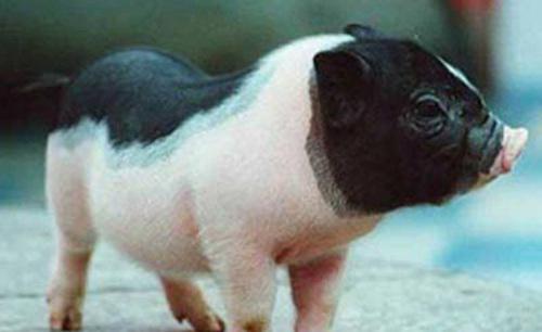 濒危动物有哪些？