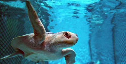 濒危动物有哪些？