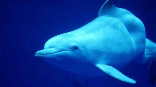 濒危动物有哪些？