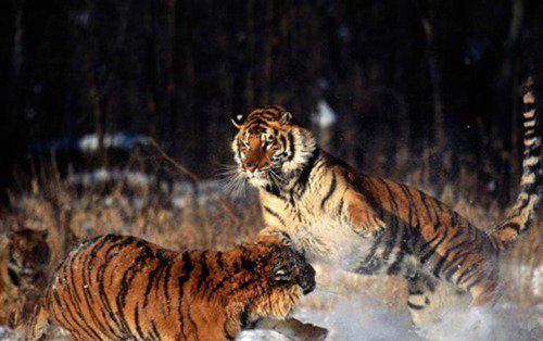 濒危动物有哪些？